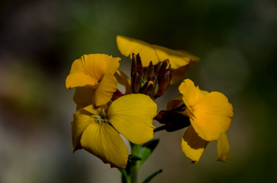 *Erysimum cheiri* (sin. *Cheiranthus cheiri*), conocido como alhel&iacute;, es una especie de planta con flores de la familia Brassicaceae (Cruciferae), nativa de Grecia