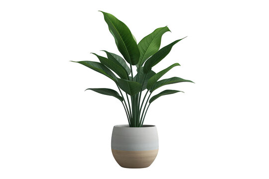Houseplant in ceramic pot showing green foliage, tropical plant design, indoor gardening decor, transparent background