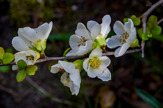 *Chaenomeles japonica*, com&uacute;nmente llamada membrillero del Jap&oacute;n, es un arbusto caducifolio de porte bajo y ramificaci&oacute;n densa, con ramas espinosas, de color marr&oacute;n gris&aacute;ceo y a menudo entrecruzadas