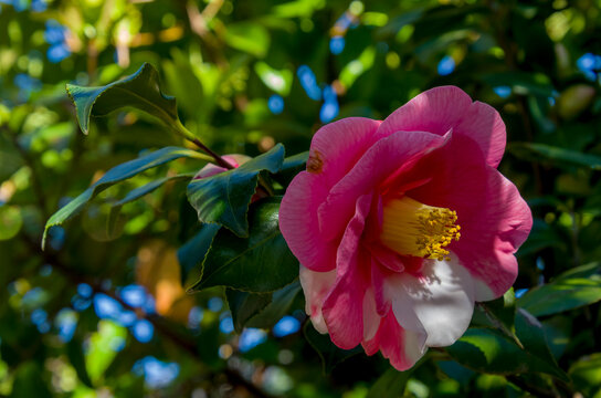 La *Camellia japonica*, com&uacute;nmente conocida como camelia, es un arbusto de hoja perenne perteneciente a la familia del t&eacute; (Theaceae) y puede cultivarse como arbusto o como &aacute;rbol peque&ntilde;o