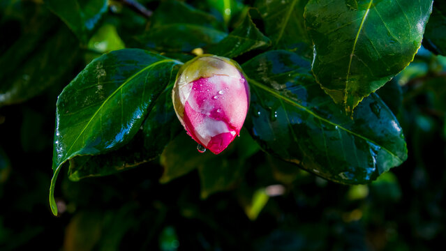 La *Camellia japonica*, com&uacute;nmente conocida como camelia, es un arbusto de hoja perenne perteneciente a la familia del t&eacute; (Theaceae) y puede cultivarse como arbusto o como &aacute;rbol peque&ntilde;o