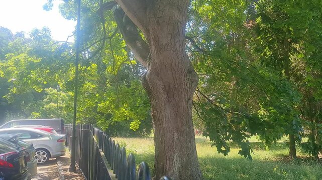 Trees at Local Public Park of Luton City England UK, Footage Was Captured During Walk on July 9th, 2026