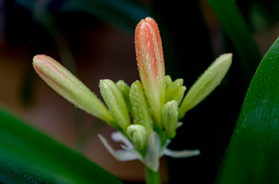 *Clivia miniata*, conocida como lirio de Natal o lirio de arbusto, es una especie de planta con flores del g&eacute;nero *Clivia*, perteneciente a la familia Amaryllidaceae, nativa de h&aacute;bitats boscosos