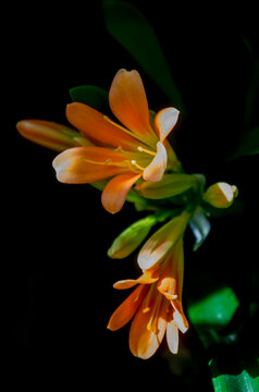 *Clivia miniata*, conocida como lirio de Natal o lirio de arbusto, es una especie de planta con flores del g&eacute;nero *Clivia*, perteneciente a la familia Amaryllidaceae, nativa de h&aacute;bitats boscosos
