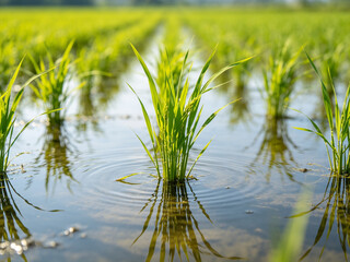 Fototapeta premium Vibrant green rice seedlings growing in a flooded paddy field, with gentle ripples on the water surface and reflections under bright sunlight.