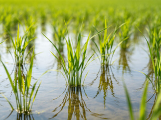 Obraz premium Vibrant green rice seedlings sprout from a flooded paddy field, reflecting clearly in the calm water under bright daylight in a rural landscape.