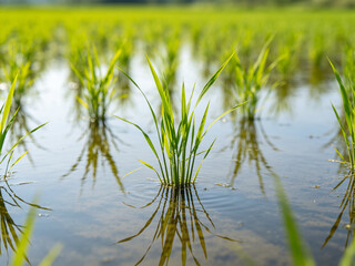 Obraz premium Young green rice seedlings growing in a flooded paddy field with clear water reflections on a bright sunny day, showcasing agricultural growth.