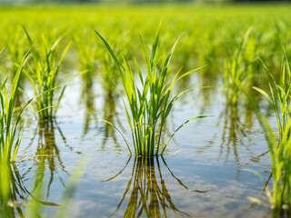 Fototapeta premium Close-up of vibrant green rice seedlings growing in a flooded paddy field, with clear reflections in the water under bright daylight.