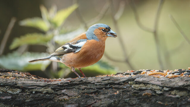 Male and Female Chaffinches in Woodland Habitat at Pow Hill Country Park, County Durham, British Songbirds in Natural Countryside Setting