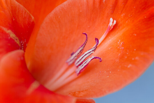 Abstract Close up of an Orange Gladiola Pistil and Stamen