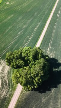 High-angle perspective of the long straight path to Bj&auml;rka-S&auml;by Castle, south of Link&ouml;ping. Professional drone showcasing the countryside landscape of &Ouml;sterg&ouml;tland province.