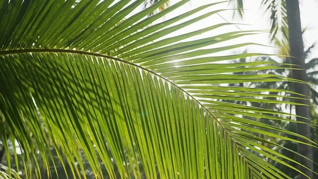 A vibrant green palm leaf glows under the bright natural sunlight
