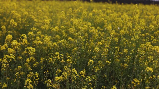 Jeju Island, South Korea, Blooming yellow Canola rapeseed flower field, Jeju-do island, vibrant spring blossom, traditional jeju landscape with bright yellow flowers meadow closeup, travel to Jeju