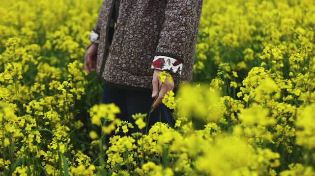 Jeju Island, South Korea, Blooming yellow Canola rapeseed flower field, Jeju-do island, vibrant spring blossom, traditional jeju landscape with bright yellow flowers meadow closeup, travel to Jeju