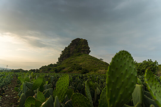 nopal cactus plantation in tlayacapan morelos mexico