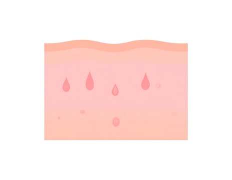 Skin Layers Depicted in Anatomical Diagram