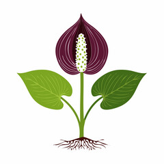 Fototapeta premium Skunk cabbage flower and leaves with roots with transparent background