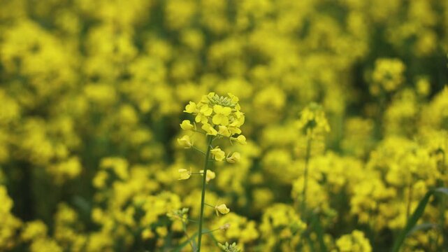 Jeju Island, South Korea, Blooming yellow Canola rapeseed flower field, Jeju-do island, vibrant spring blossom, traditional jeju landscape with bright yellow flowers meadow closeup, travel to Jeju