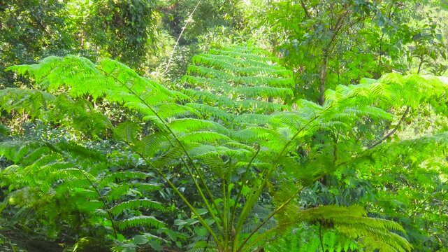 Wide shot of large green tree fern fronds in a wild jungle landscape