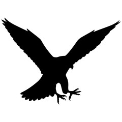 Fototapeta premium Silhouette of a Bird in Flight with Spread Wings.
