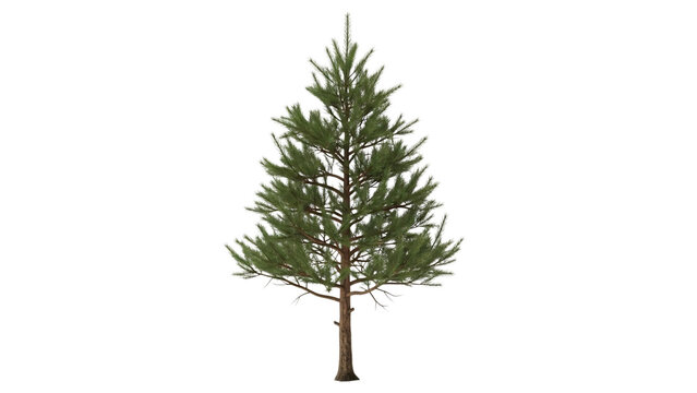 Small pine tree with white base and green leaves top on black.