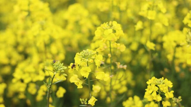 Jeju Island, South Korea, Blooming yellow Canola rapeseed flower field, Jeju-do island, vibrant spring blossom, traditional jeju landscape with bright yellow flowers meadow closeup, travel to Jeju