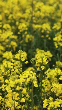 Jeju Island, South Korea, Blooming yellow Canola rapeseed flower field, Jeju-do island, vibrant spring blossom, traditional jeju landscape with bright yellow flowers meadow closeup, travel to Jeju