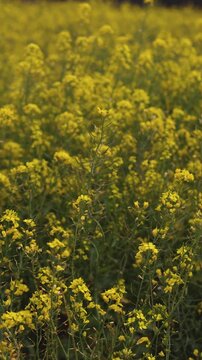 Jeju Island, South Korea, Blooming yellow Canola rapeseed flower field, Jeju-do island, vibrant spring blossom, traditional jeju landscape with bright yellow flowers meadow closeup, travel to Jeju