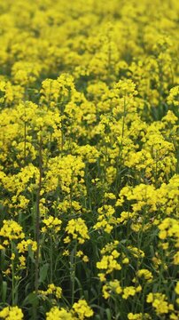 Jeju Island, South Korea, Blooming yellow Canola rapeseed flower field, Jeju-do island, vibrant spring blossom, traditional jeju landscape with bright yellow flowers meadow closeup, travel to Jeju