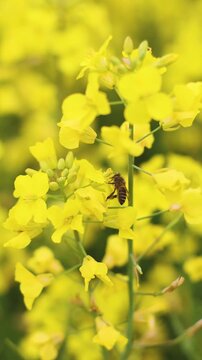 Jeju Island, South Korea, Blooming yellow Canola rapeseed flower field, Jeju-do island, vibrant spring blossom, traditional jeju landscape with bright yellow flowers meadow closeup, travel to Jeju