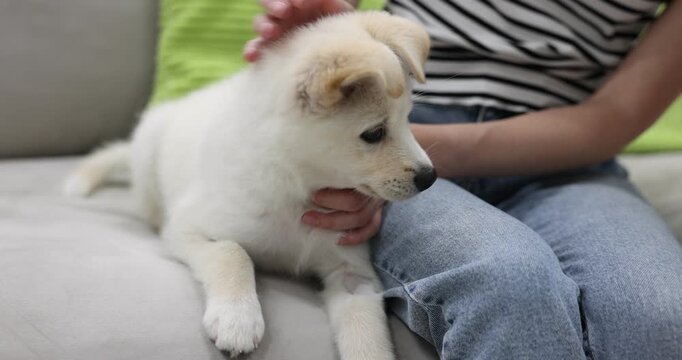 Woman and her cute puppy on sofa at home, closeup