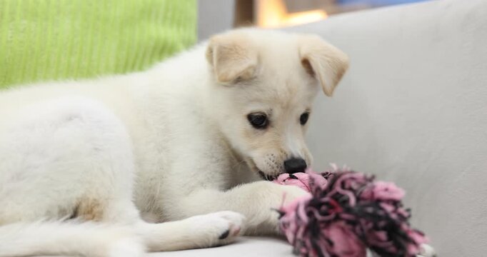 Cute puppy playing with toy on sofa at home
