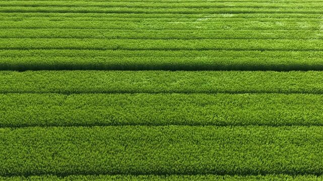 ドローンで撮る日本の風景　風に揺れる美しく整列したモスグリーン小麦畑　下降空撮映像