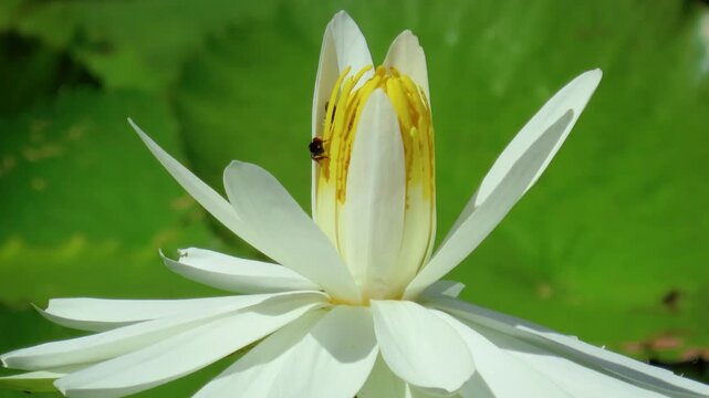 Close up of bee pollinating a white water lily nymphaea flower