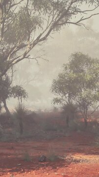Morning fog softly blankets the landscape, hiding trees and plants. The ground shows red earth. The scene feels quiet and natural. There are no people present in the view.