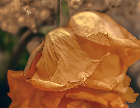 Close up of a yellow dying rose