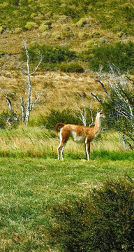 A wild guanaco standing among green grass and shrubs in Torres del Paine National Park, Patagonia, Chile