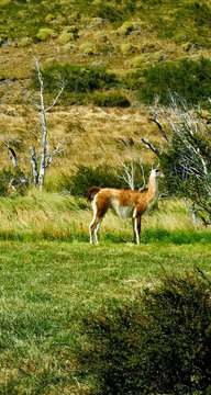 A wild guanaco standing among green grass and shrubs in Torres del Paine National Park, Patagonia, Chile