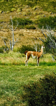 A wild guanaco standing among green grass and shrubs in Torres del Paine National Park, Patagonia, Chile