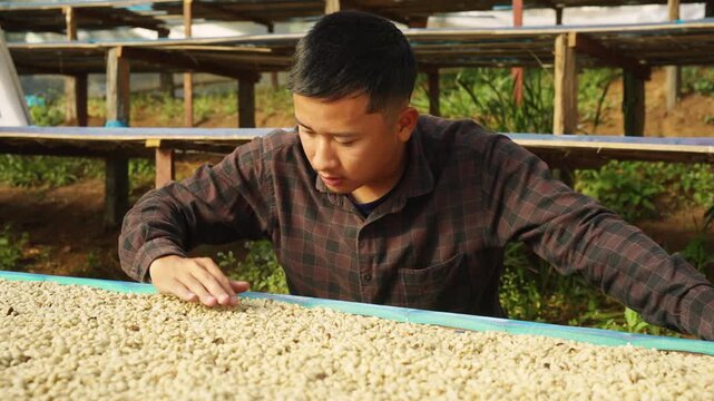 Asian man coffee farmer sorting raw organic coffee beans on drying bed, inspection and quality control, agriculture worker in coffee plantation, manual process, natural farming food industry.