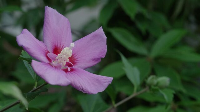 Tokyo, Japan - July 10, 2026: Closeup of Rose of Sharon or Hibiscus syriacus