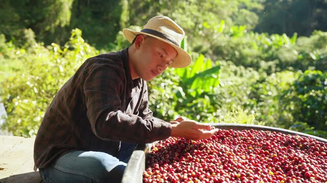 Coffee cherries harvest in farmer hands over basket in coffee plantation, manual picking process in agricultural production, fresh ripe coffee berries for beverage industry and sustainable farming.