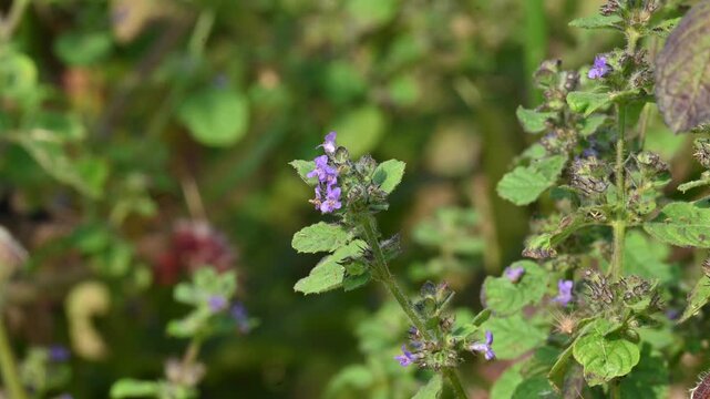 Mesosphaerum suaveolens plant with flowers. Its common name is Hyptis suaveolens,&nbsp;chia,&nbsp;chan plant, chan, bush mint and bukumbar. It&nbsp;is a branching&nbsp;pseudocereal&nbsp;plant native to&nbsp;tropical&nbsp;regions.