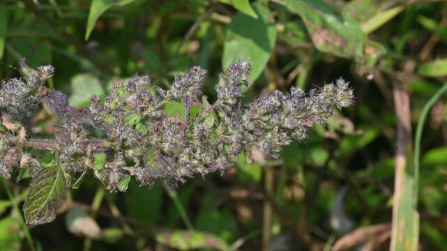 Mesosphaerum suaveolens plant with flowers. Its common name is Hyptis suaveolens,&nbsp;chia,&nbsp;chan plant, chan, bush mint and bukumbar. It&nbsp;is a branching&nbsp;pseudocereal&nbsp;plant native to&nbsp;tropical&nbsp;regions.