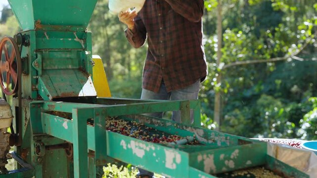 Coffee beans shell removal process in wet coffee processing factory, Asian man coffee farm worker sorting depulped coffee beans from shelling machine, quality control in agricultural industry