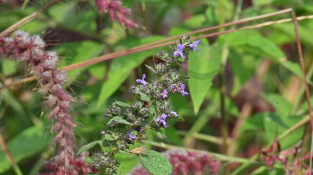 Mesosphaerum suaveolens plant with flowers. Its common name is Hyptis suaveolens,&nbsp;chia,&nbsp;chan plant, chan, bush mint and bukumbar. It&nbsp;is a branching&nbsp;pseudocereal&nbsp;plant native to&nbsp;tropical&nbsp;regions.