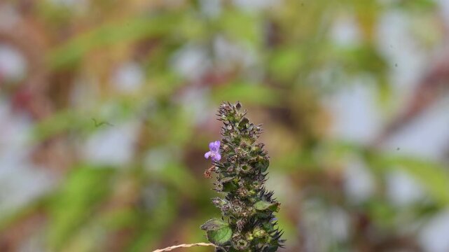Mesosphaerum suaveolens plant with flowers. Its common name is Hyptis suaveolens,&nbsp;chia,&nbsp;chan plant, chan, bush mint and bukumbar. It&nbsp;is a branching&nbsp;pseudocereal&nbsp;plant native to&nbsp;tropical&nbsp;regions.