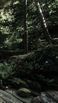 A forest scene shows tall trees and lush greenery. Rocks are scattered on the ground, and a small stream flows through the area. Sunlight filters through the leaves, creating shadows.