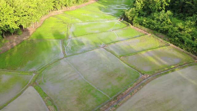 Aerial drone footage showing a patchwork of rice paddy fields divided by narrow dirt paths, with water reflecting the golden sky. Lush green trees surround the countryside farmland, Beautiful nature	