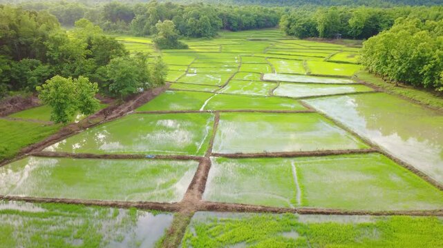 Aerial drone footage showing a patchwork of rice paddy fields divided by narrow dirt paths, with water reflecting the golden sky. Lush green trees surround the countryside farmland, Beautiful nature	